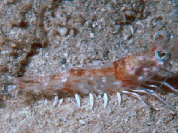 Metapenaeopsis commensalis Guam 264-14