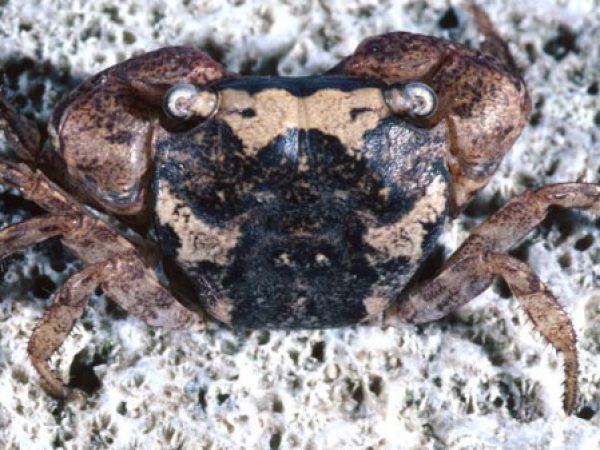 Metasesarma rousseauxi Guam 738-9