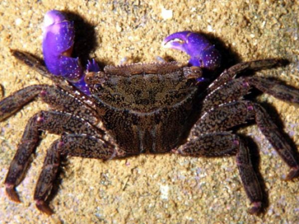 Metopograpsus latifrons Guam 409-34