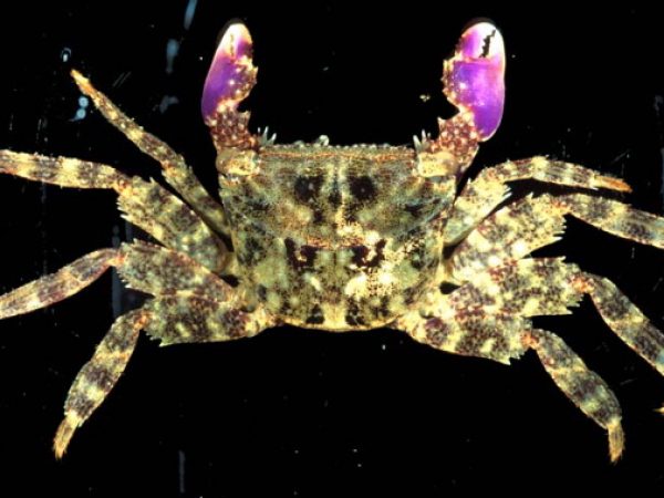 Metopograpsus oceanicus Guam 526-28