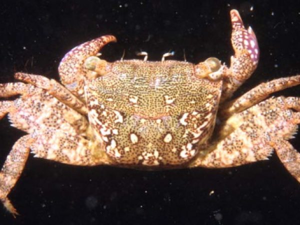 Metopograpsus thukuhar Guam 409-7