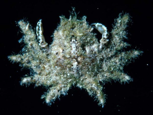 Micippa platipes Guam 414-23