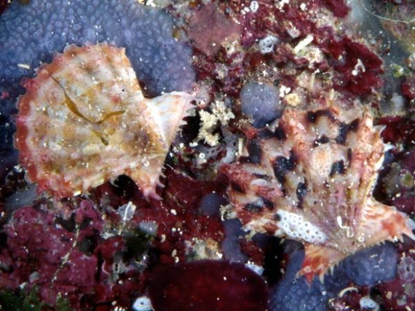 Mirapecten spiceri Guam 781-32