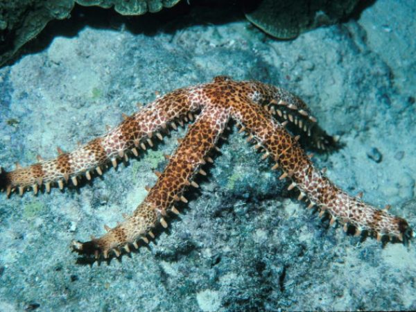 Mithrodia clavigera Guam 516-14