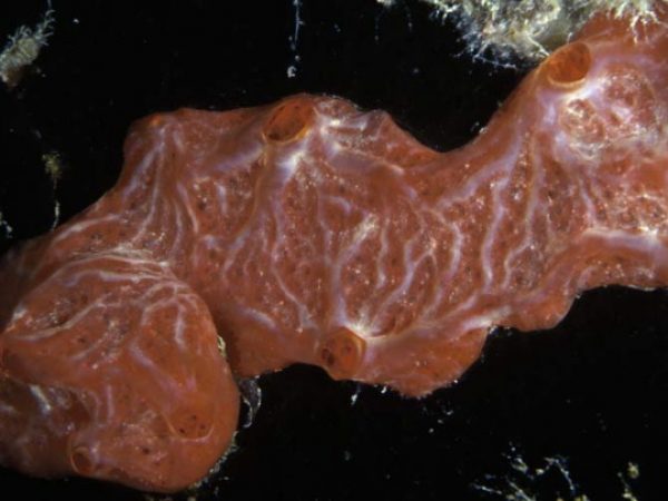 Monanchora clathrata Guam 870-17_1