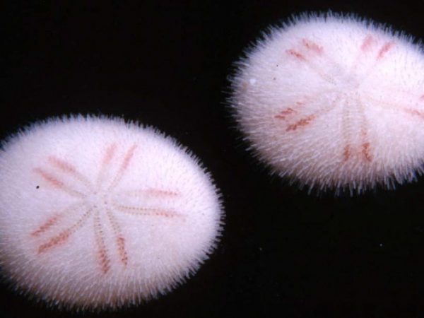 Mortonia australis Guam 408-18