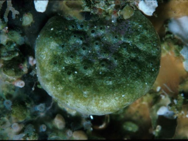 Murrayona phanolepis Saipan 417-2_1