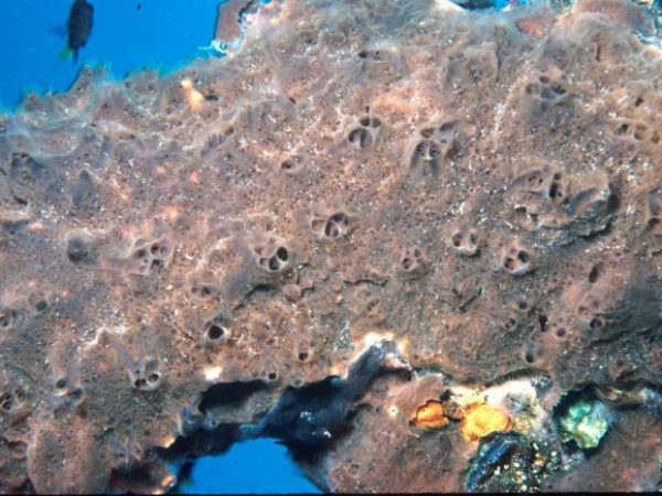 Mycale (Carmia) sp. 1 Guam 536-13_1