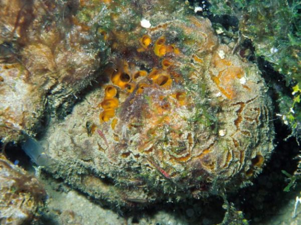 Myrmekioderma granulata Guam 530-15_1