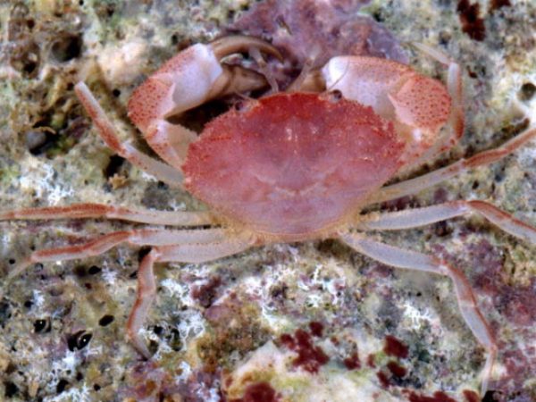 N. gen. aff. Paramedaeus sp. 1 Guam 832-22