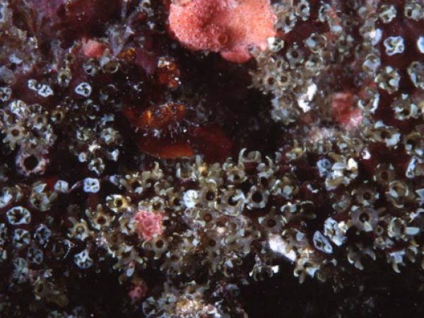 Nausithoe racemosa~ Guam 756-33