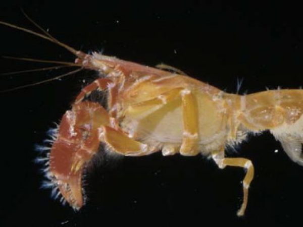 Neaxius acanthus Guam 575-4