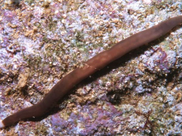 Nemertea sp. 1 GP408-13_1