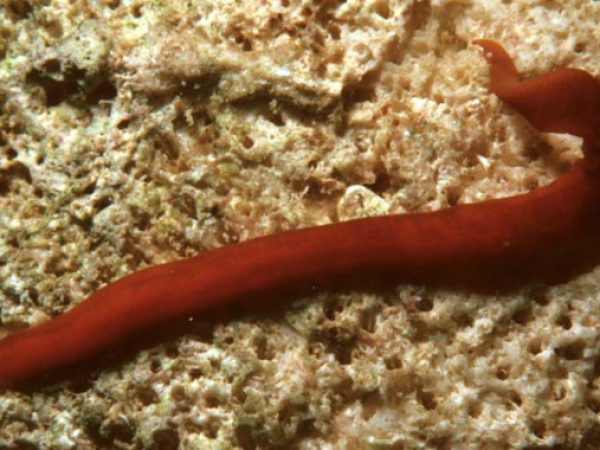 Nemertea sp. 2 GP466-35_1