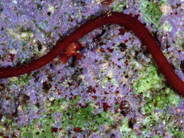 Nemertea sp. 3 GP862-14_1