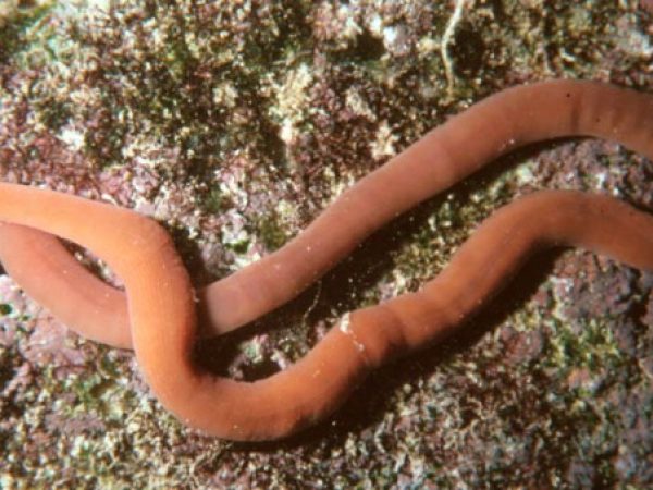 Nemertea sp. 4 GP461-22_1