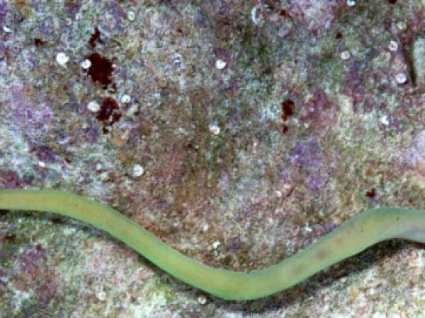 Nemertea sp. 5 GP539-6_1