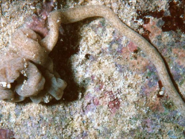 Nemertea sp. 6 GP318-36_1