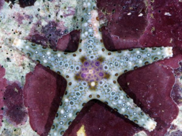 Neoferdina cumingi Guam 692-9