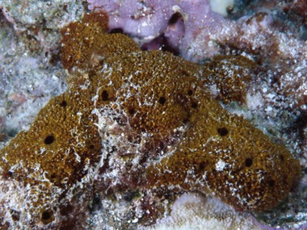 Neofibularia hartmani Guam 838-26_1