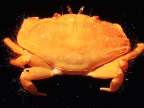 Neoliomera richtersoides Guam 402-32