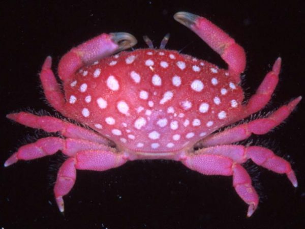 Neoliomera sp. 1 Guam 829-28