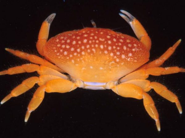 Neoliomera sp. 2 Guam 829-18