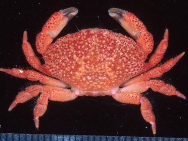 Neoliomera sp. 3 Guam 829-34