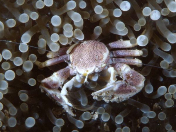 Neopetrolisthes maculatus Guam 776-24