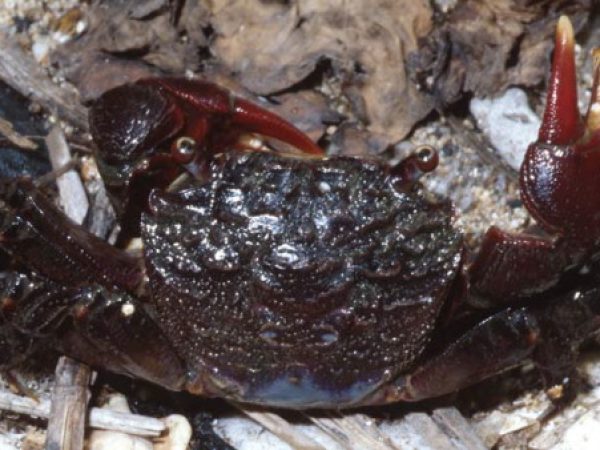 Neosarmatium fourmanoiri Guam 810-12