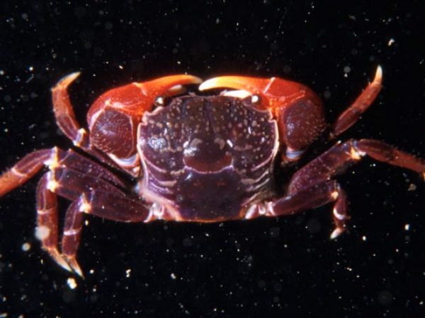 Neosarmatium trispinosum Guam 409-22