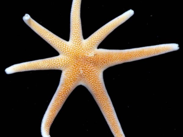 Nepanthia briareus Guam 753B-16