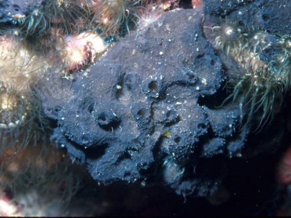 Niphates n. sp. 1 Guam 536-9_1