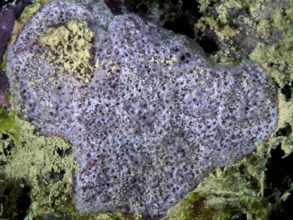 Niphates sp. 2 Guam 868-27_1