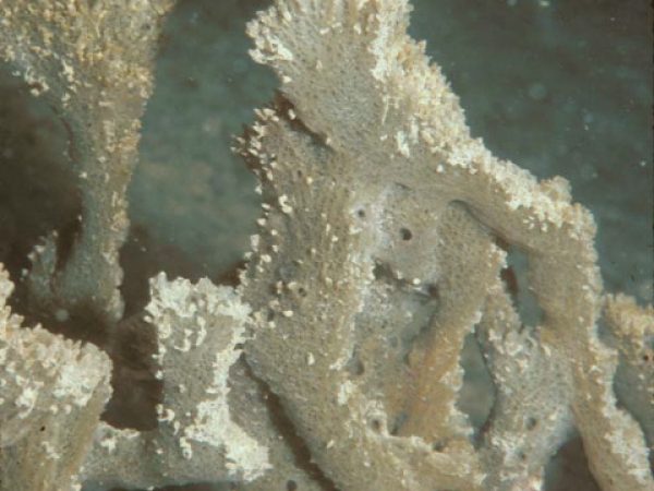 Niphates sp. 3 Guam 577-28_1