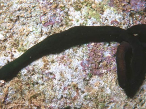 Notospermus tricuspidatus Guam 403-21_1