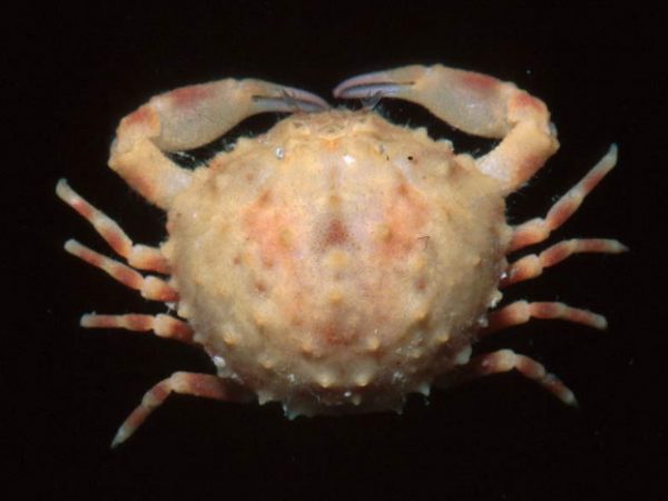 Nucia~ sp. 1 Guam 571-21