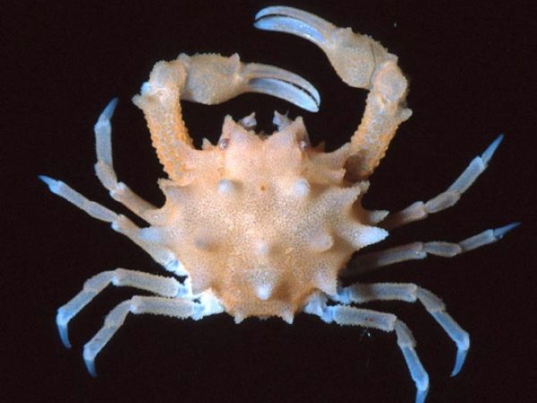 Nucia~ sp. 2 Guam 818-20