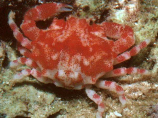 Nucia speciosa Guam 597-26