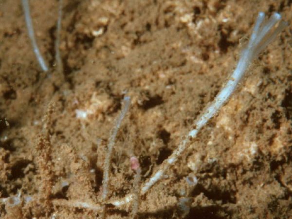 Oceanapia~ sp. 1 Guam 261B-22_1