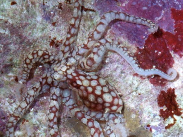 Octopus abaculus MS GP539-2