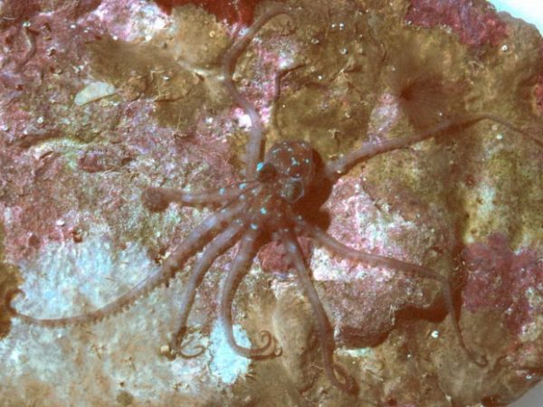 Octopus bocki GP591-16