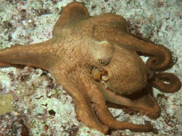 Octopus cyanea GP516-10