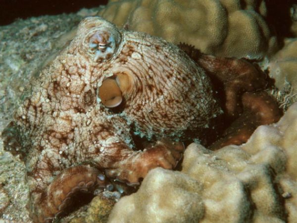 Octopus cyanea GP516-9