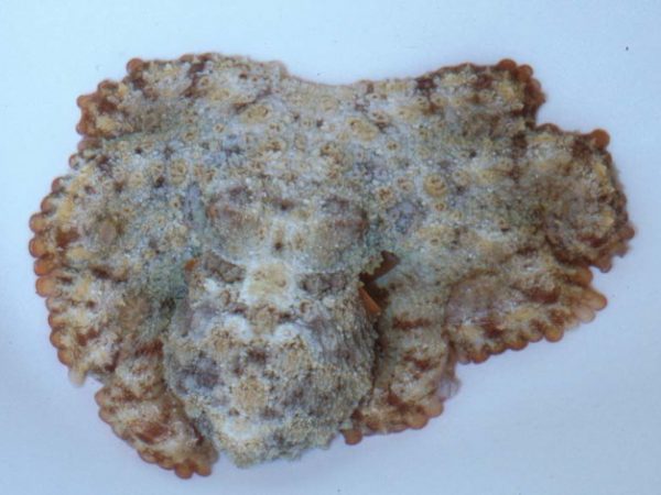 Octopus cyanea GP586-18