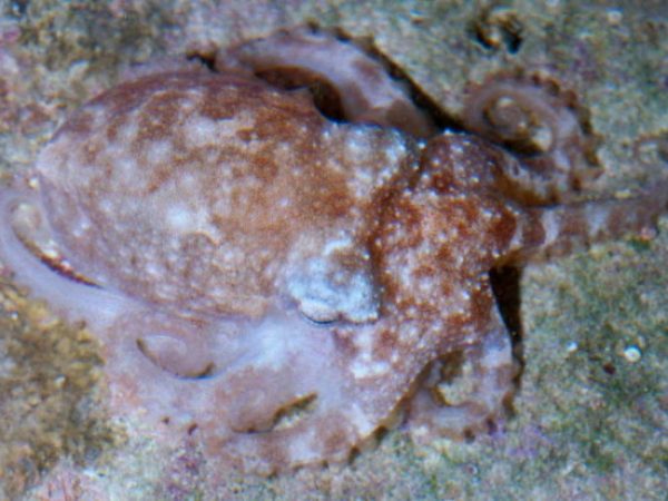 Octopus sp. 11 GP580-12