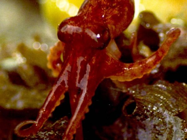 Octopus sp. 11 (stubby) LAW4-12-95-35