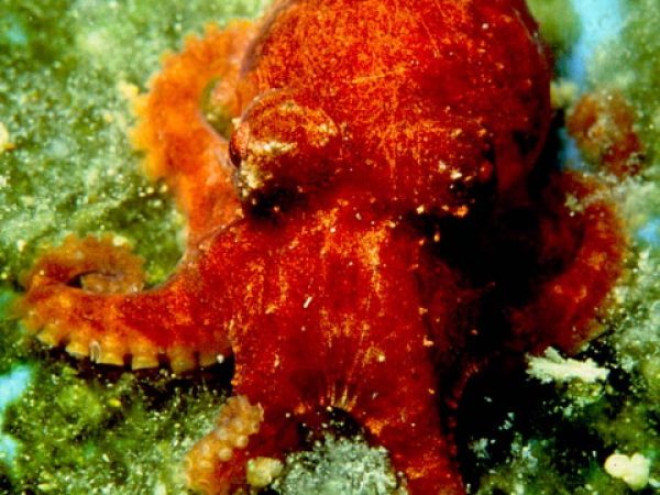 Octopus sp. 11 (stubby) PSchupp