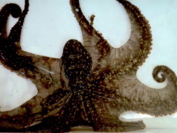 Octopus sp. 13 LAW9-1-96-21