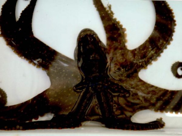 Octopus sp. 13 LAW9-1-96-22